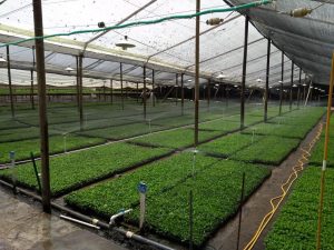 Abono Bio Organico Y Sistemas De Riego