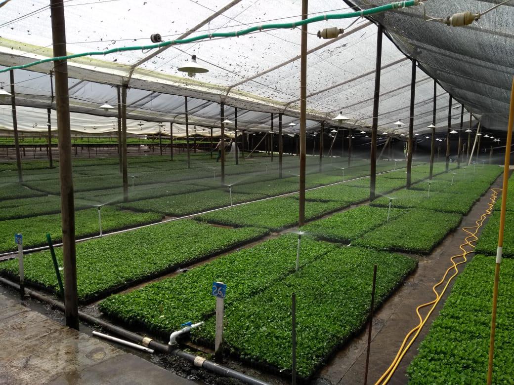 Abono Bio Organico Y Sistemas De Riego