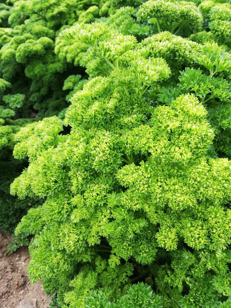 Perejil Crespo De Prdoccion Limpia