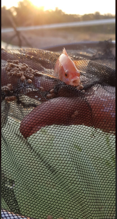 Kilo De Tilapia Roja