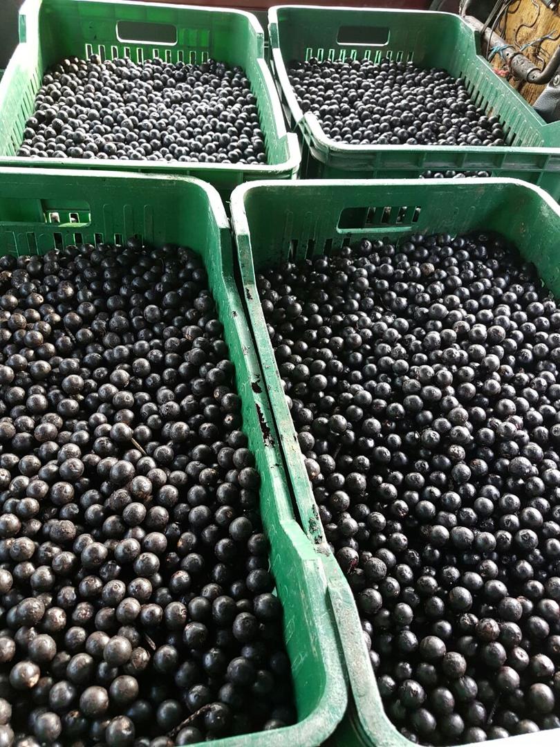 Acai