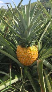 Pina Oro Miel
