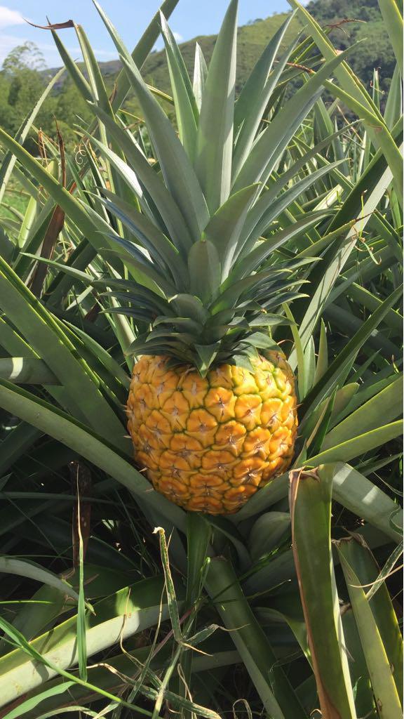 Pina Oro Miel
