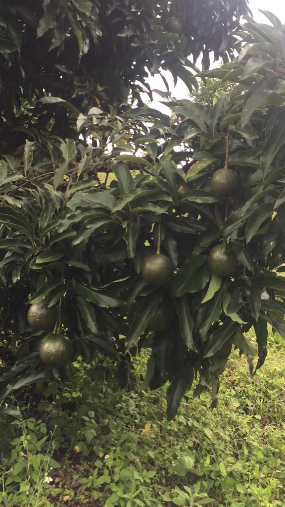 Aguacate Reed