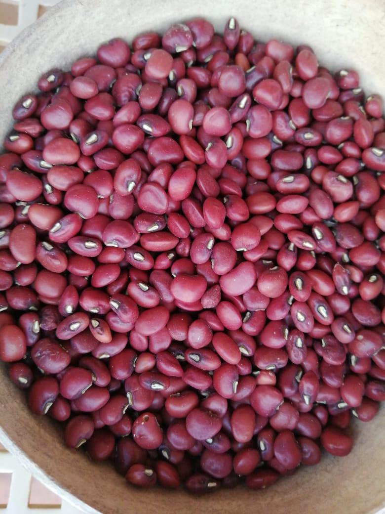 Frijol Rojo Cuarentano