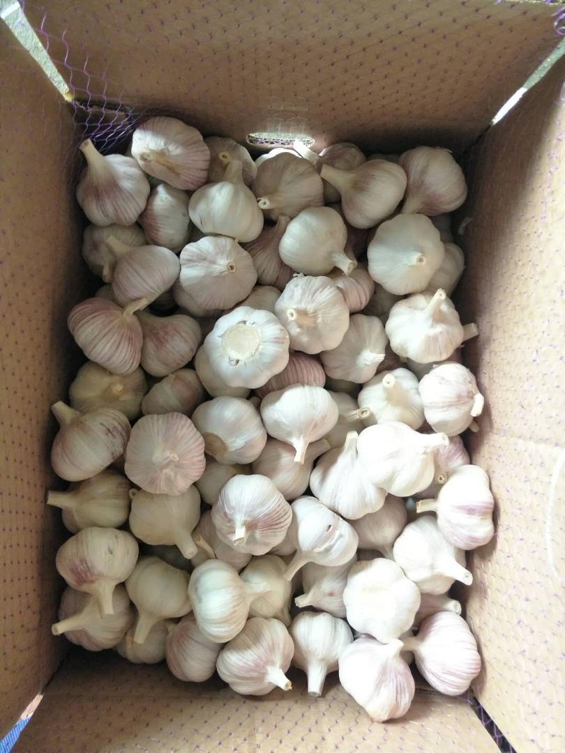Ajo Importado — foto 3 de 3