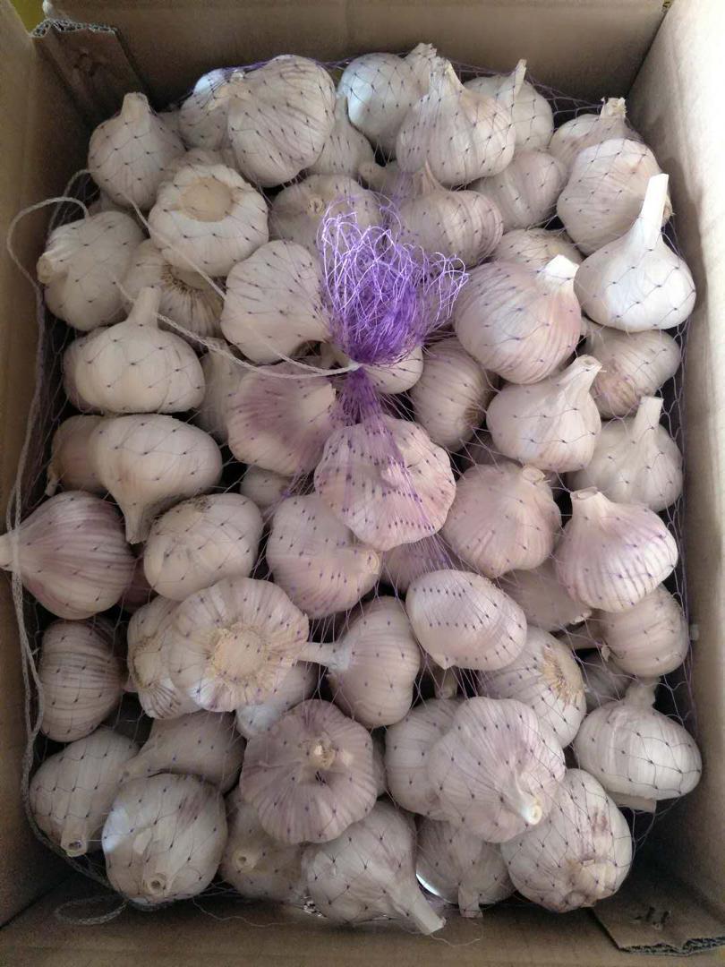 Ajo Importado