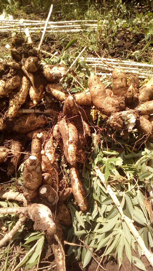 Yuca Dulce