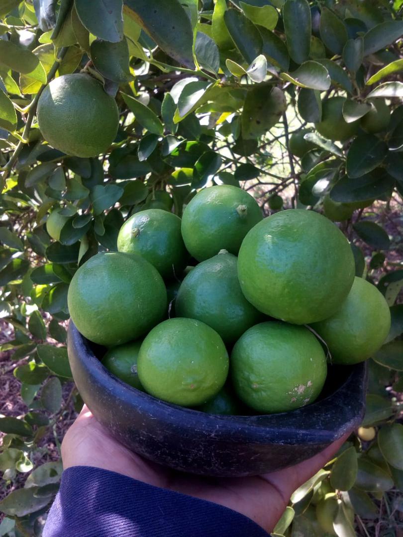 Limon De Castilla O Limon Comun Presentacion De Bulto De 70 Kg