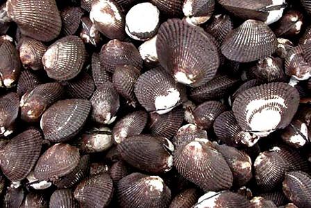 Piangua