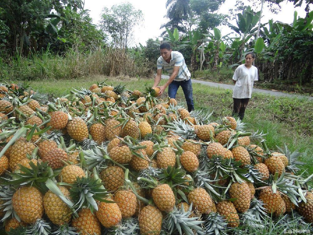 Pina Oro Miel