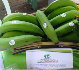 Platano Dominico Harton