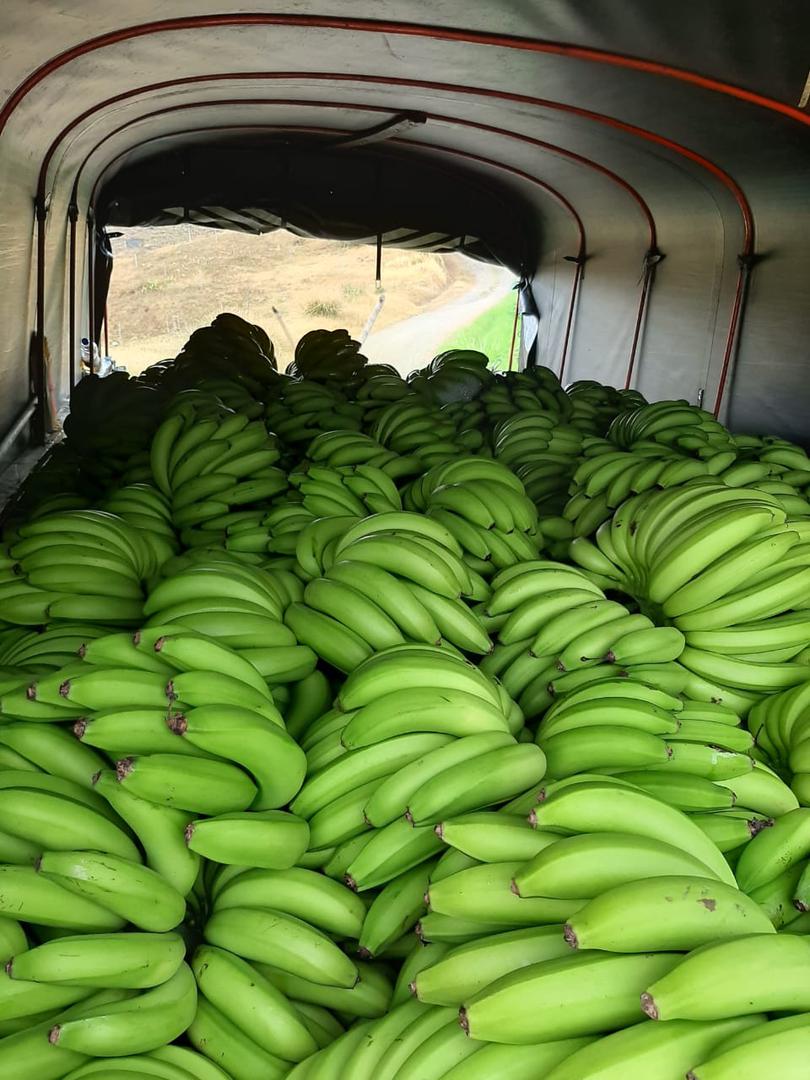 Platano Dominico Harton