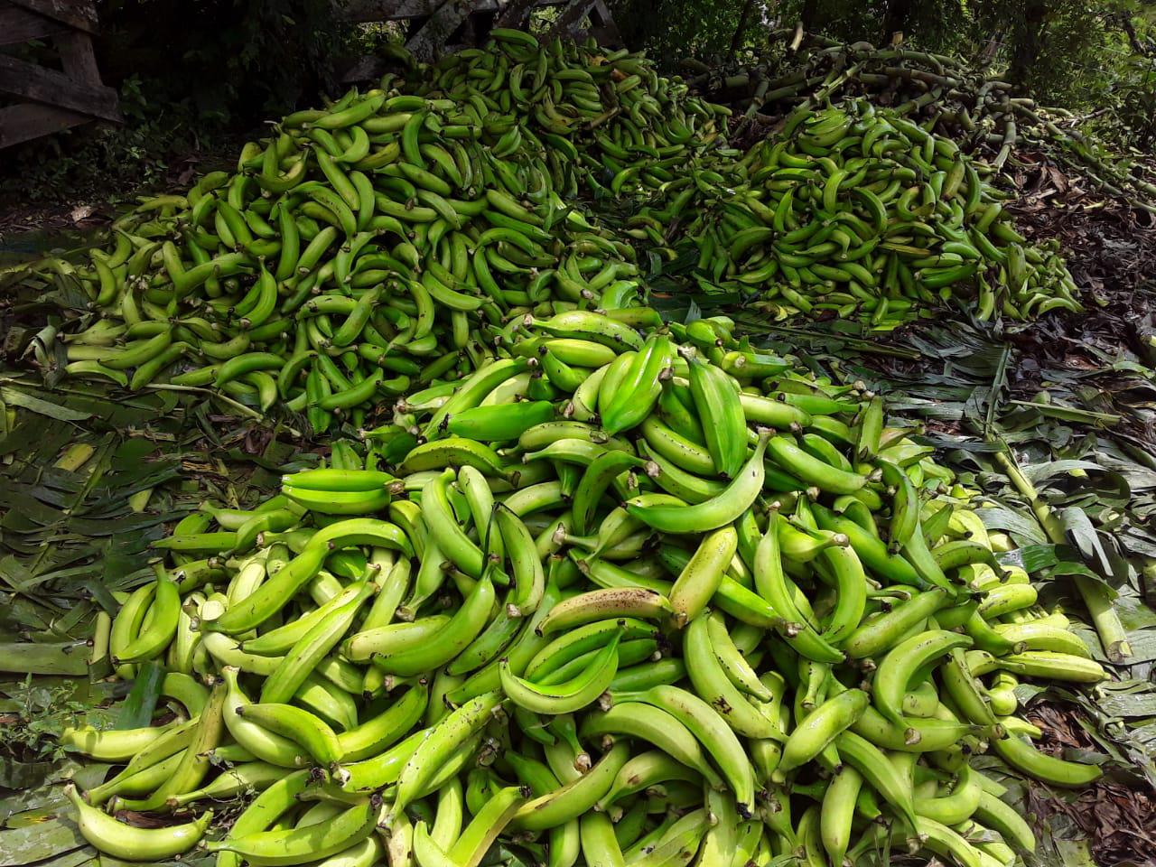 Platanos