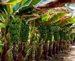 Platano