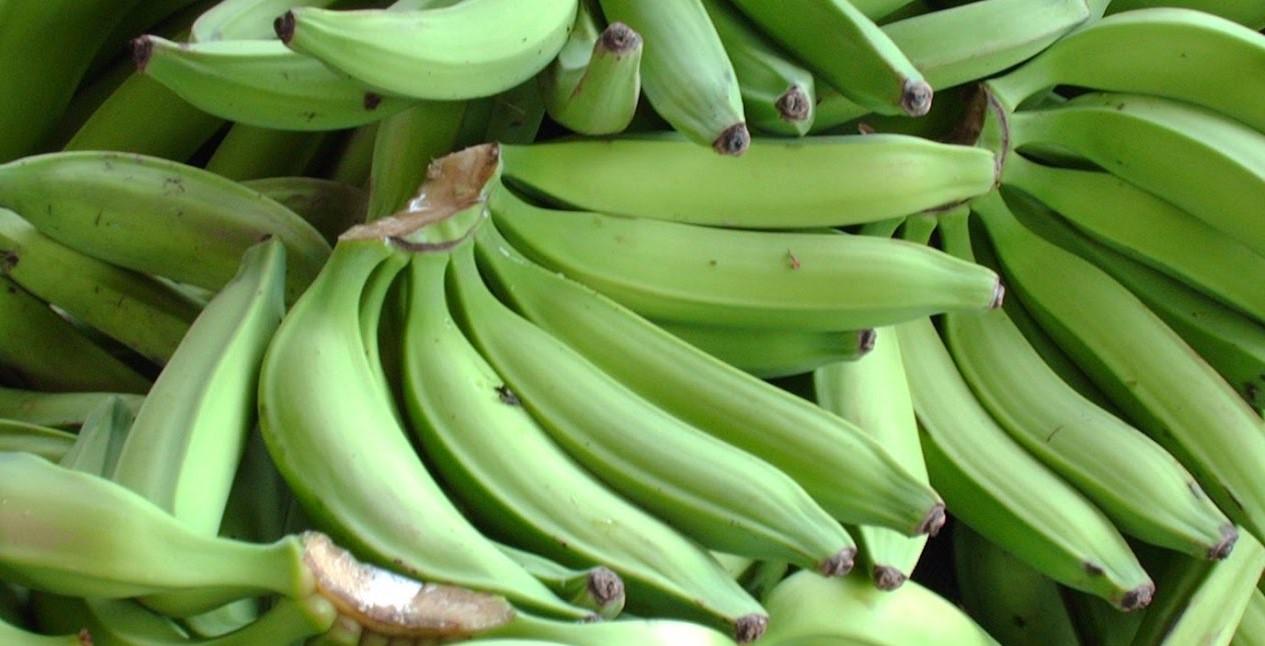 Platano
