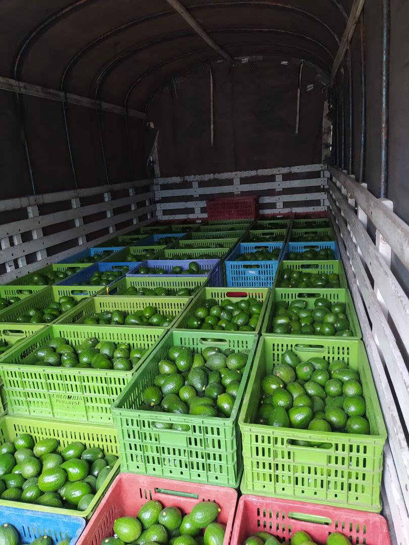 Aguacate Hass