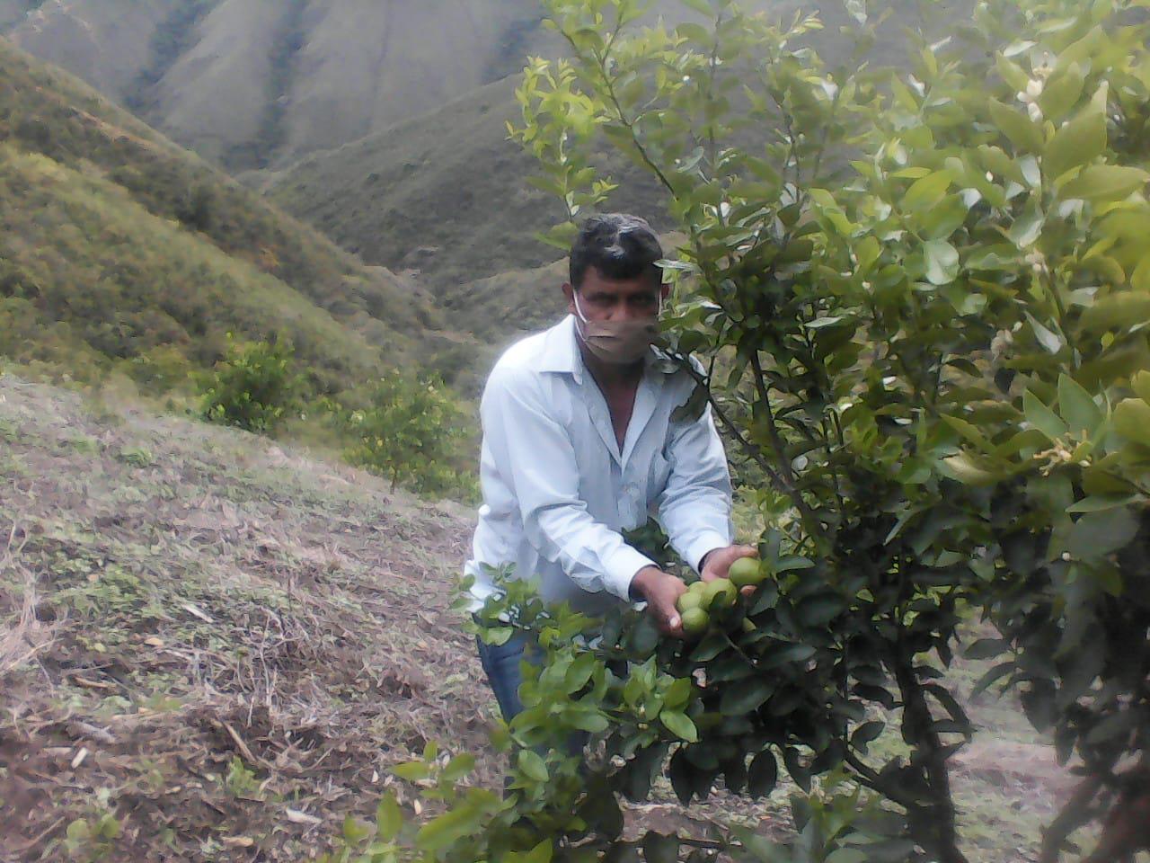 Limon Tahiti