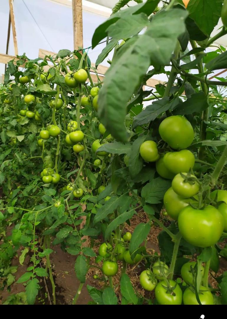 Tomate De Mesa
