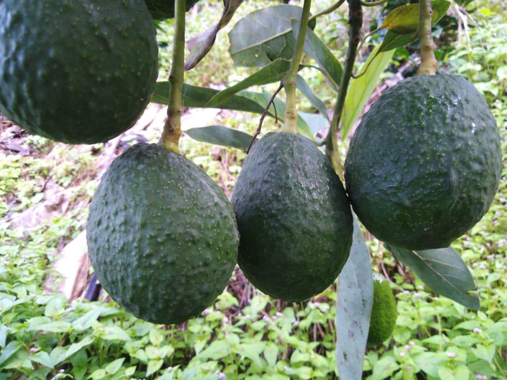 Aguacate Hass