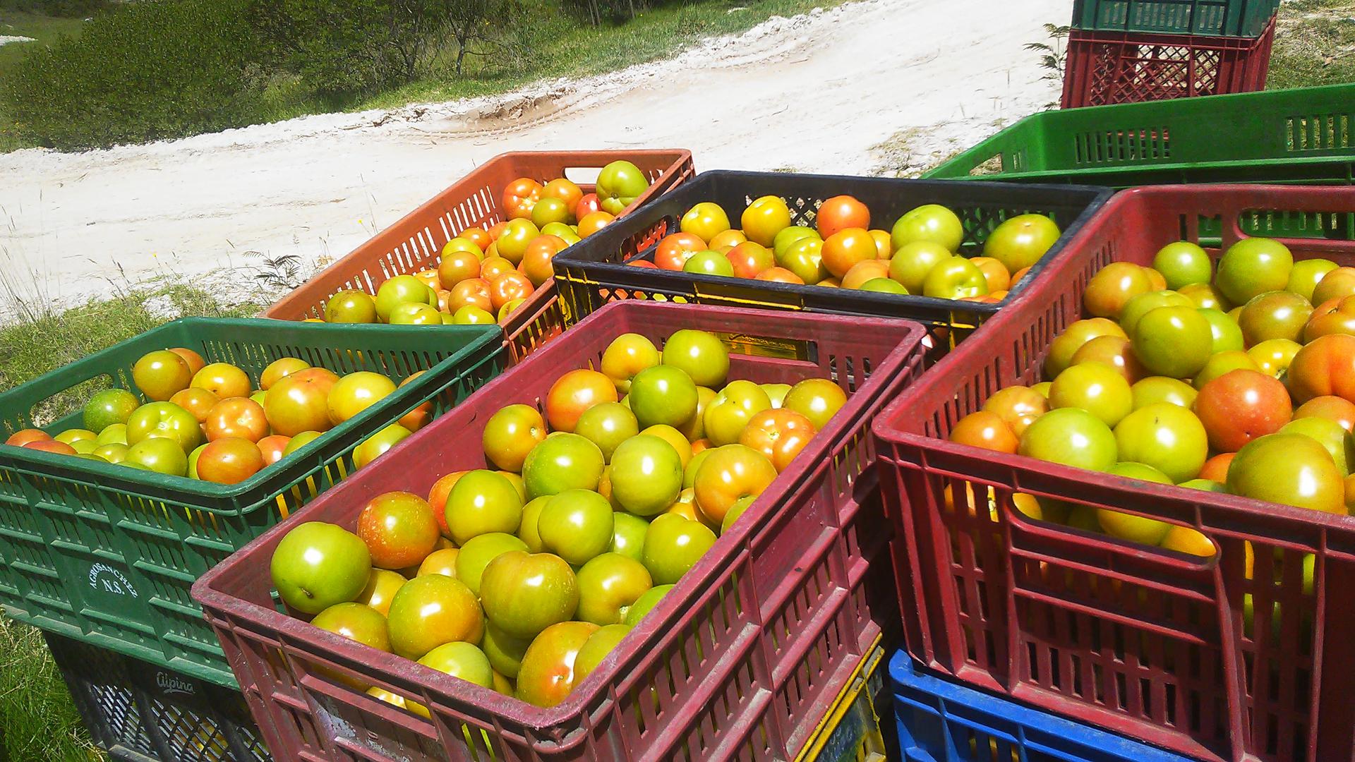 Tomate Chonto