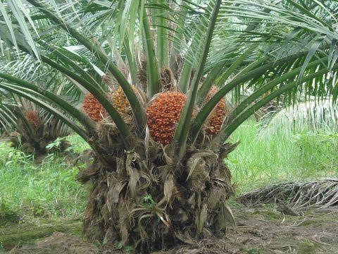 Cacao