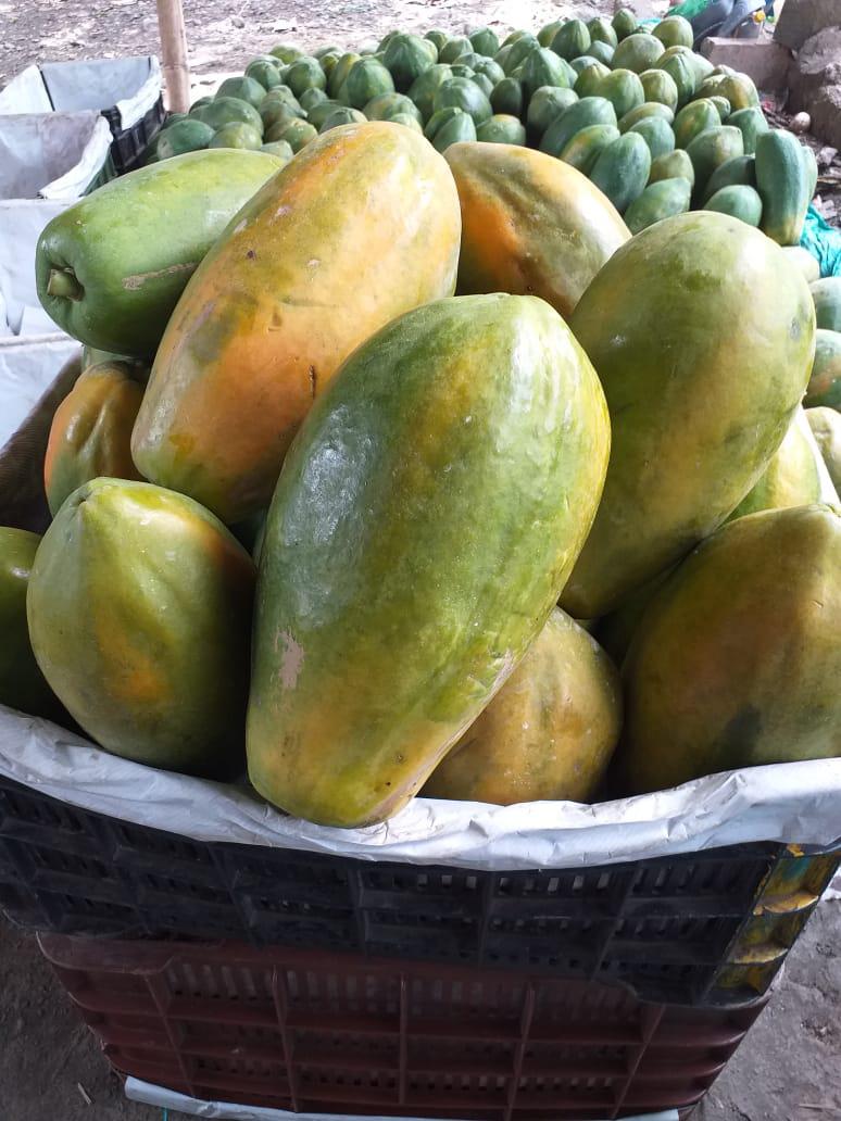 Papaya Maradol