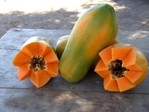 Papaya Maradol