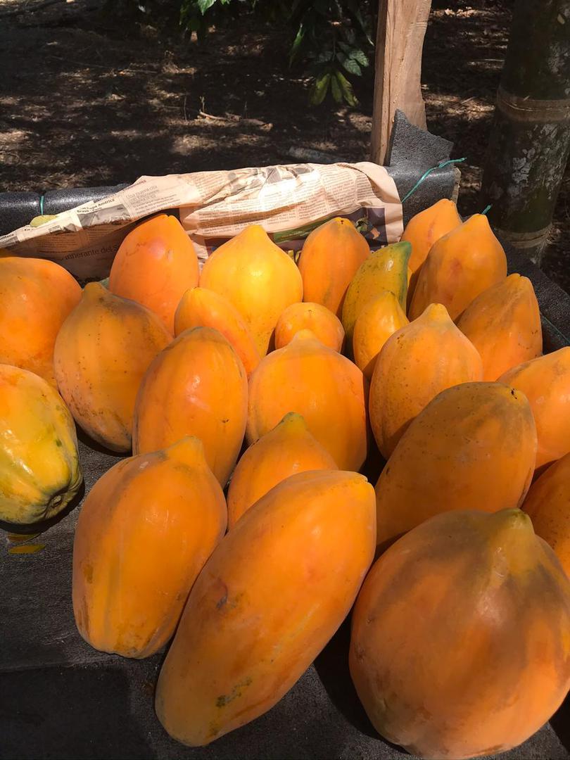 Papaya Tahinu O Maradol