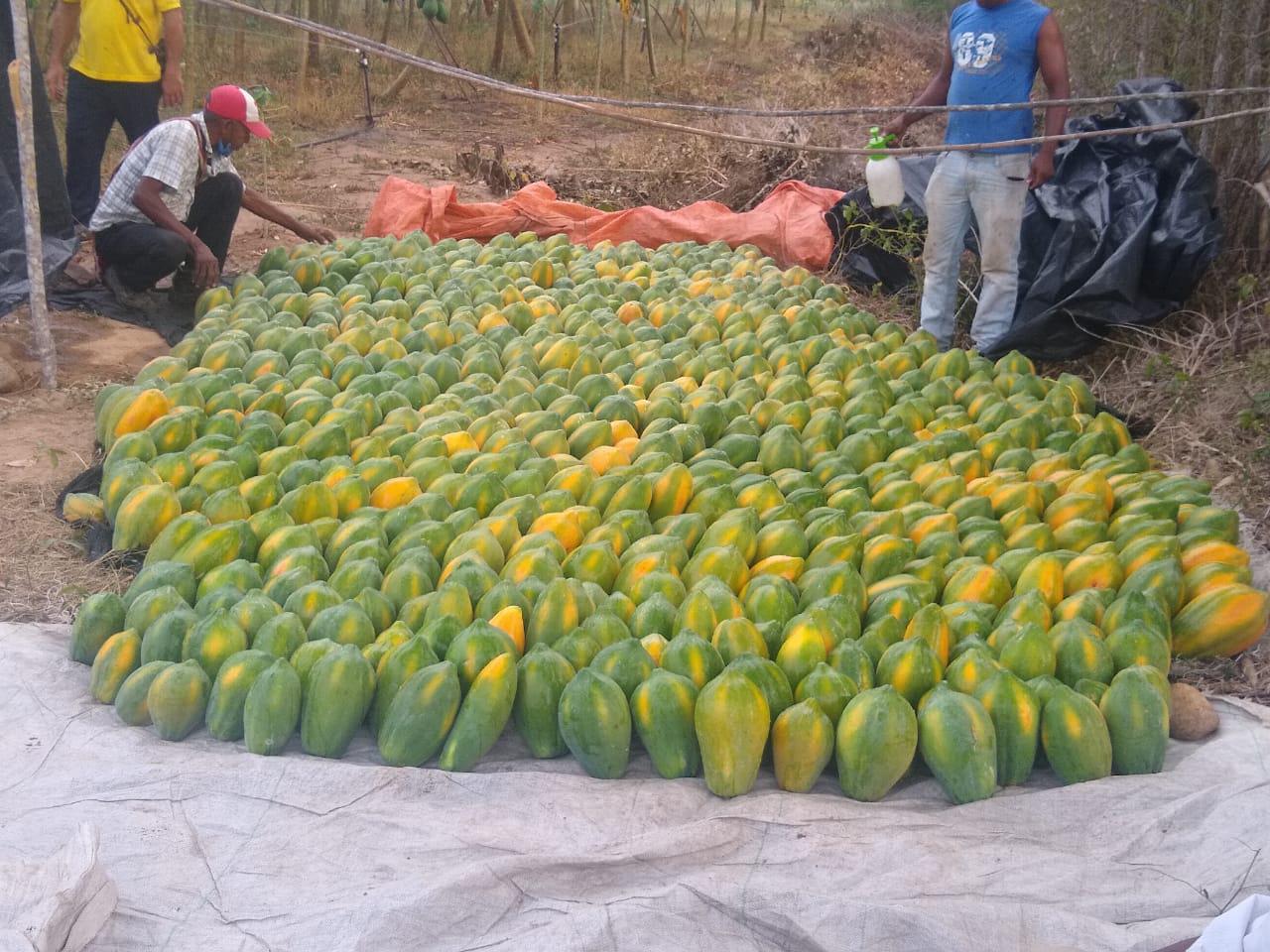 Papaya Tainung