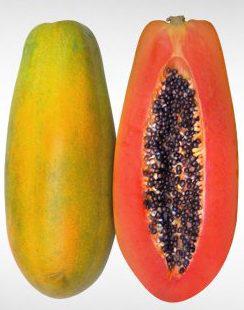 Papaya Paulina F1 Semillas Del Caribe