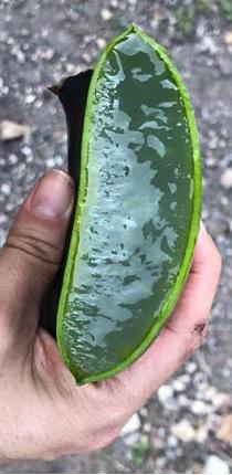 Penca De Sabila