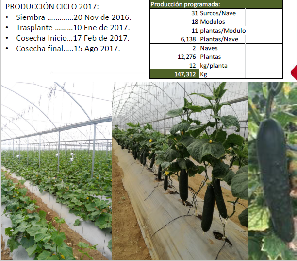 Pepino Variedad Centauro