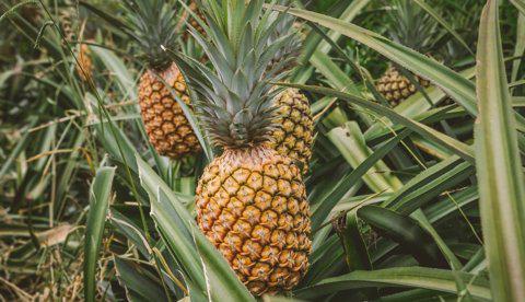 Pina Oro Miel