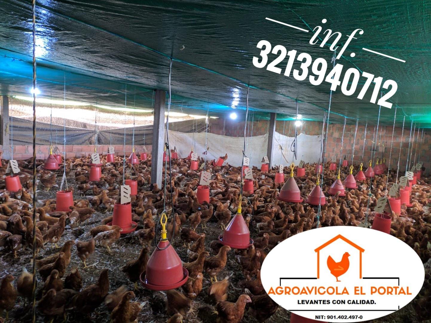 Aves Ponedoras De 16 Semanas