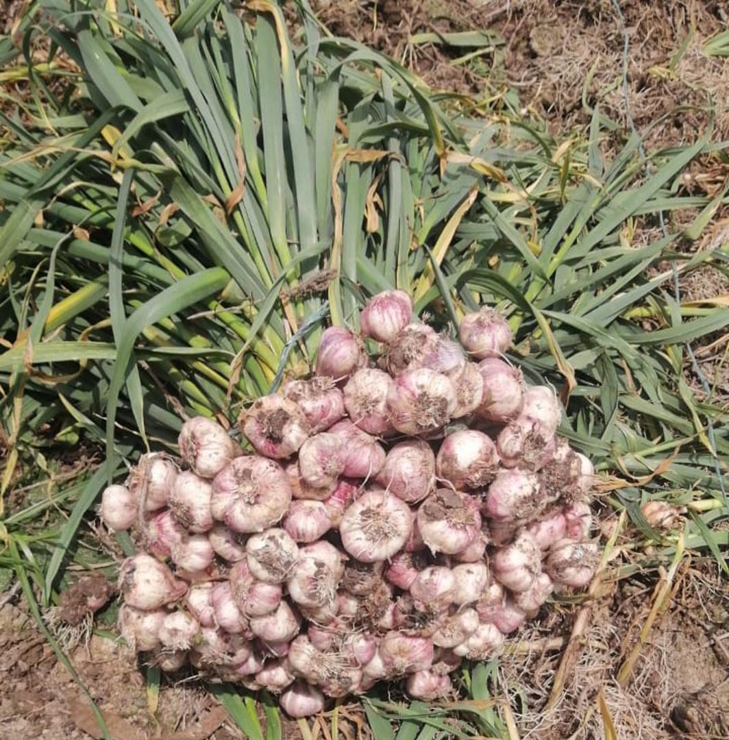 Ajo Nacional — foto 3 de 5