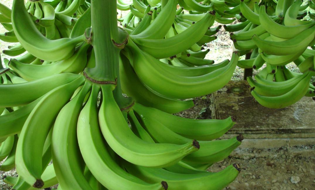 Platano X Kg
