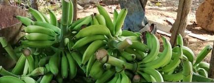 Platano Verde