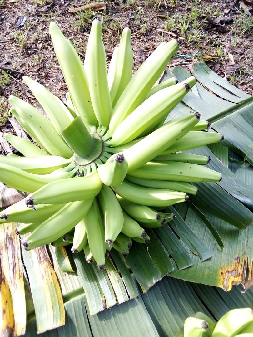 Platano Verde Fhia