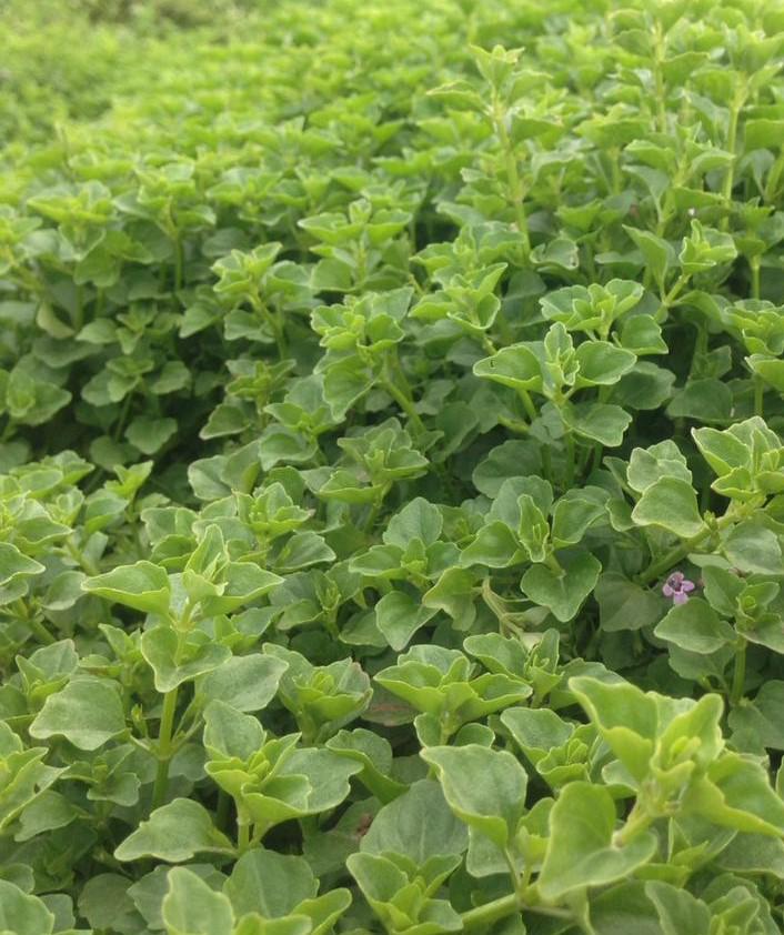 Poleo Poleo Mentha Pulegium Menta Mentha