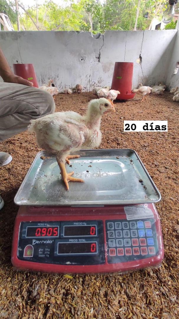 Pollo Engorde