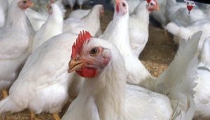 Pollo De Engorde