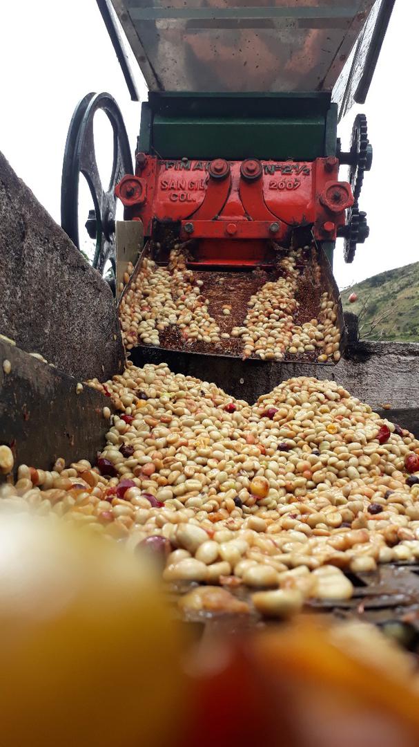 Cafe Pergamino Seco Tipo Exportacion