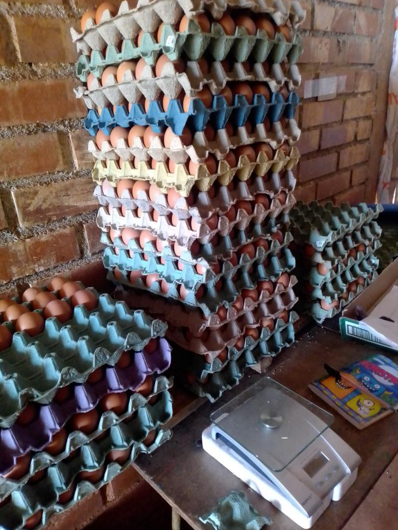 Huevos Con Sabor A Campo