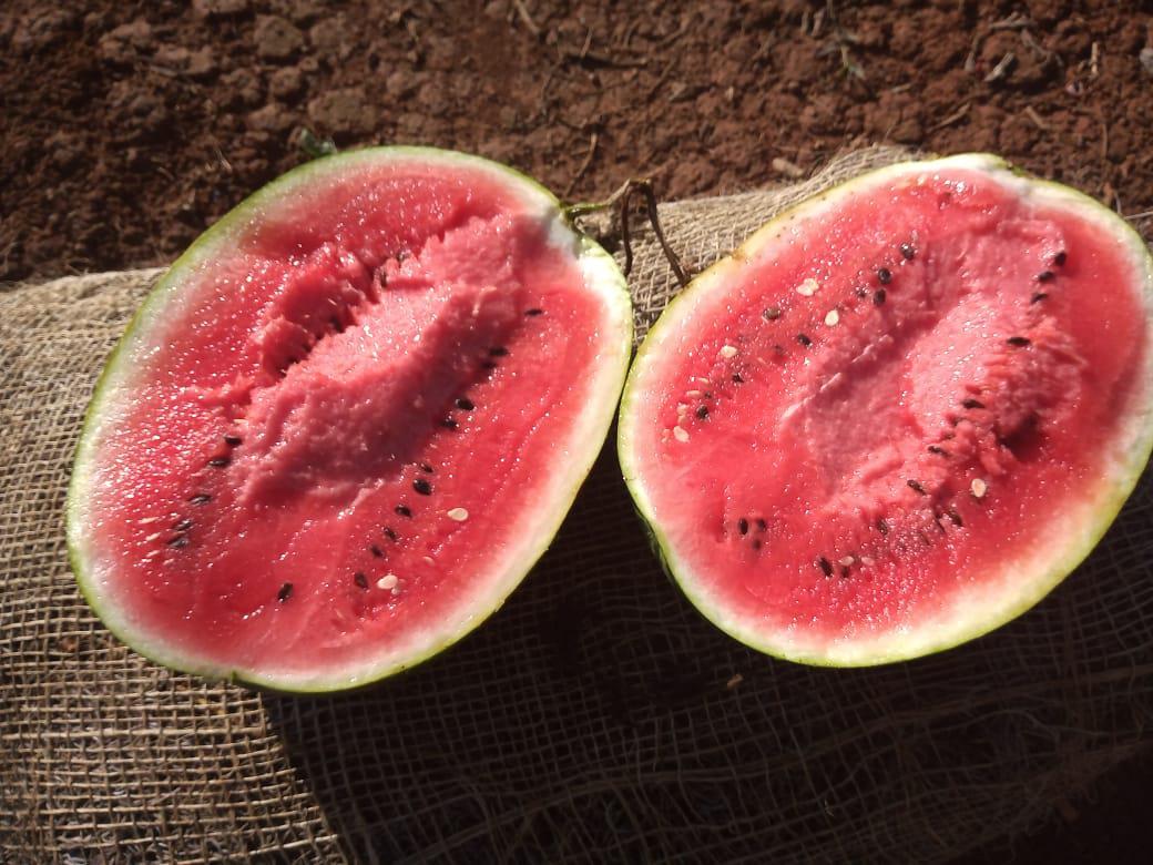 Patilla Tipo Santa Amelia