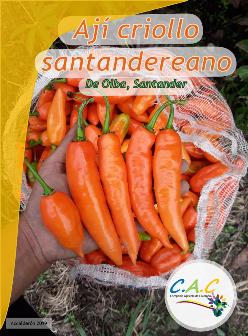 Aji Criollo Amarillo Santandereano