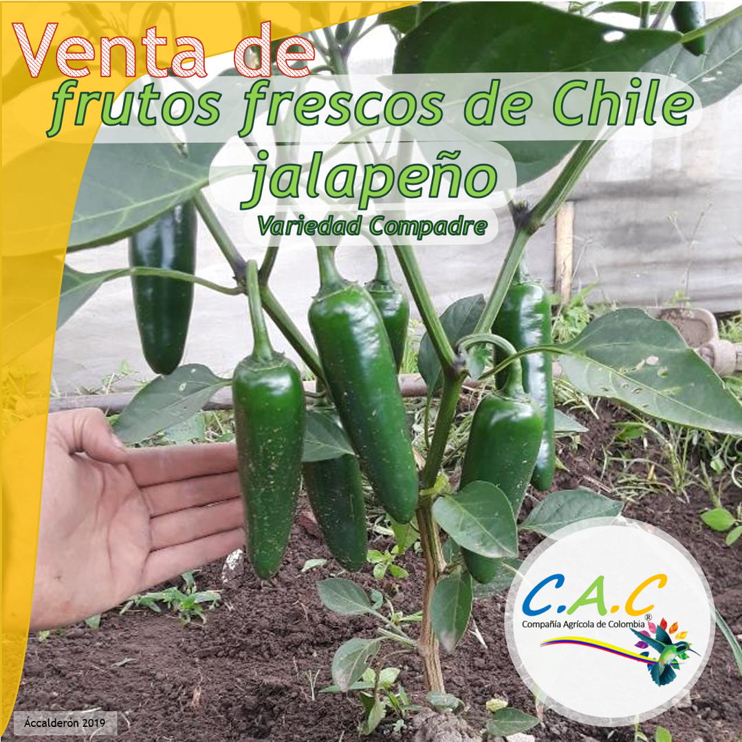 Aji Jalapeno Fresco Tipo Compadre