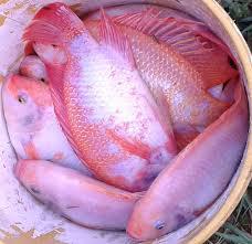 Tilapia Roja Fresca Conservando Cadena De Frio X Kilo