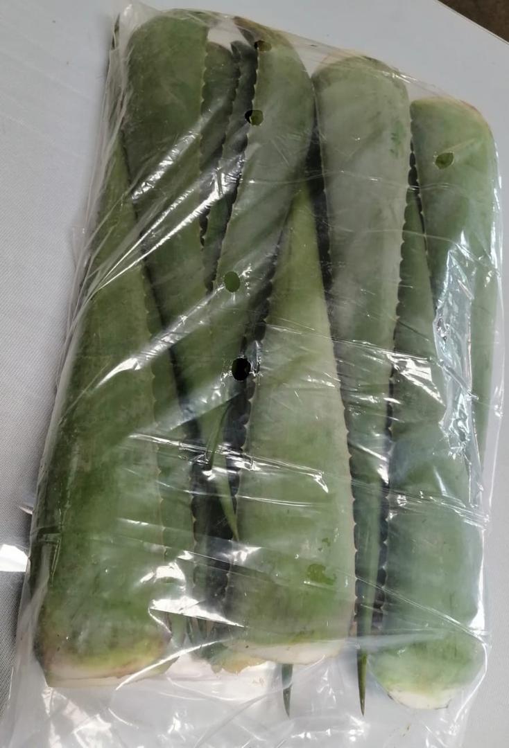 Sabila Penca