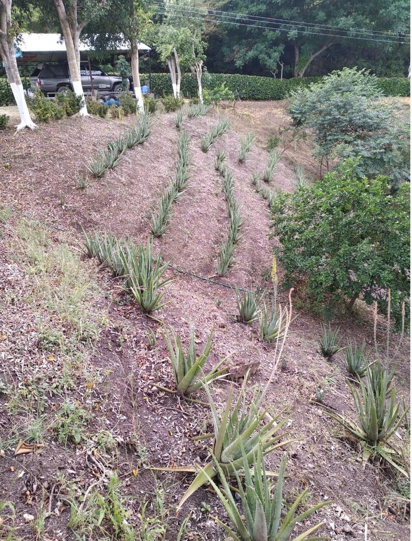 Sabila Aloe Vera